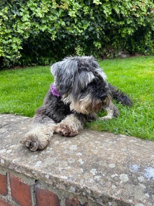 Award Winning Pet Friendly Paddock Cottage Whitby Eksteriør billede